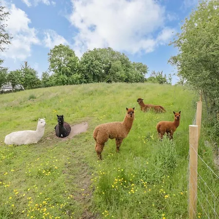 Cartron Ballintober (Mayo)