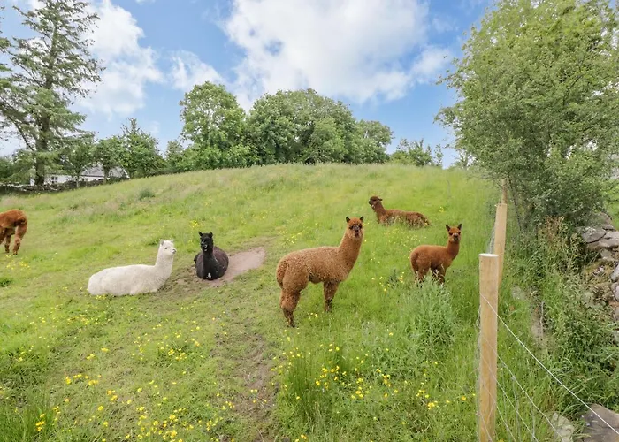 Cartron Ballintober (Mayo)